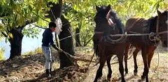 Traktör ağaç köklerine zarar verince atlar yeniden sabana koşuldu