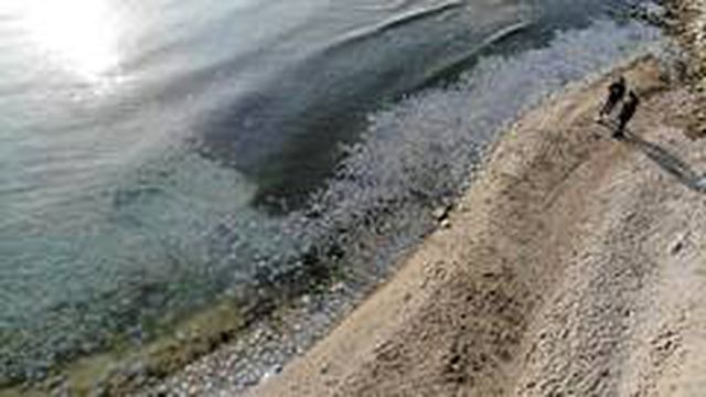 Avcılar sahilde deniz anası istilası! Binlercesi kıyıya vurdu Avcılar sahilde deniz anası istilası! Binlercesi kıyıya vurdu