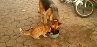 Kedi ile köpeğin şaşırtan dostluğu