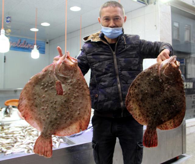 Sinop'ta ağlara takılmaya başlayan kalkan balığının kilosu 200 lirayı buluyor