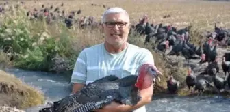 Hatay'da, yılbaşı öncesi hindiler satışta