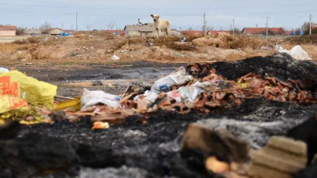 Konya'da kulübeleri yakılan 9 yavru köpek yanarak can verdi