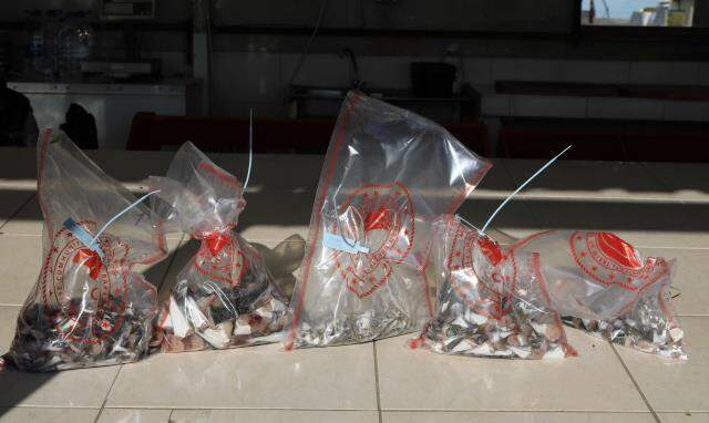 Kuyruk başına 5 TL ödeme yapılıyor! Antalyalı balıkçı, 400 adet balon balığı kuyruğuyla geldi