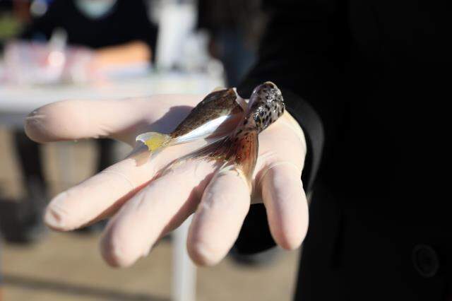 Kuyruk başına 5 TL ödeme yapılıyor! Antalyalı balıkçı, 400 adet balon balığı kuyruğuyla geldi