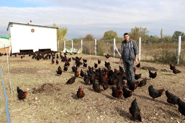 Pandemi döneminde tavuk alıp doğa ile iç içe yaşamaya başlayınca hayatı değişti