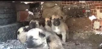 Kısıtlama hayvan sevgisine engel olamadı