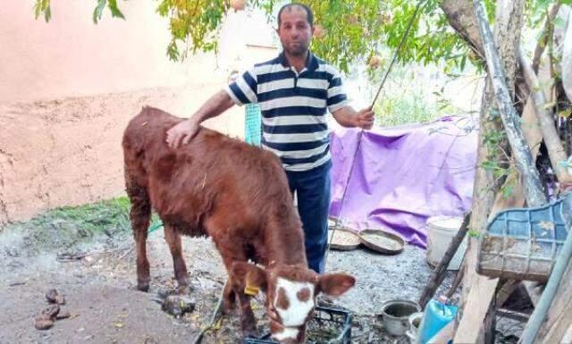 2 aylık buzağıya cinsel saldırı, 'mala zarar verilmedi' gerekçesiyle cezasız kaldı