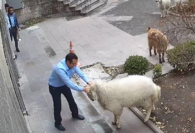 Belediye binasına girerken görüntülenen hayvanların sahibi: Kapı açılmış, çıkmışlar