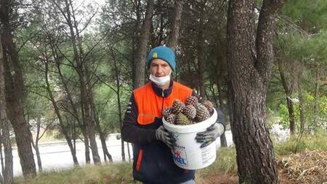 Kaz Dağları'ndaki çam fıstıkları geçim kaynağı oldu: Kilosunu 400 liradan satıyor Kaz Dağları'ndaki çam fıstıkları geçim kaynağı oldu: Kilosunu 400 liradan satıyor