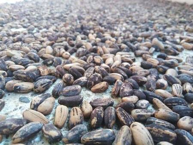 Kaz Dağları'ndaki çam fıstıkları geçim kaynağı oldu: Kilosunu 400 liradan satıyor Kaz Dağları'ndaki çam fıstıkları geçim kaynağı oldu: Kilosunu 400 liradan satıyor