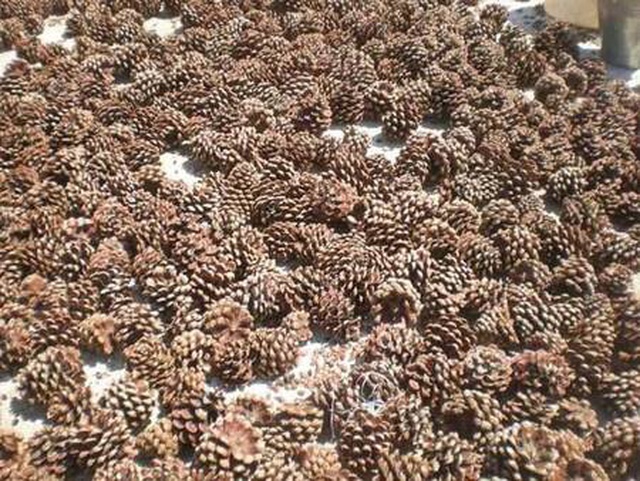 Kaz Dağları'ndaki çam fıstıkları geçim kaynağı oldu: Kilosunu 400 liradan satıyor Kaz Dağları'ndaki çam fıstıkları geçim kaynağı oldu: Kilosunu 400 liradan satıyor