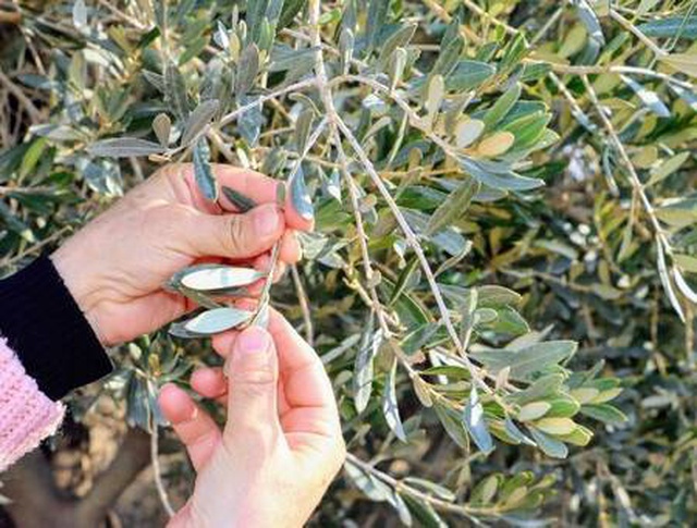 Salgında zeytin yaprağına rağbet arttı: Virüse karşı etkili oluyor