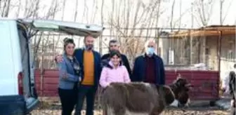 Eziyet edilen eşek, İzmir'e gönderildi