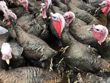 Koronavirüs nedeniyle bu yıl hindi satışları düştü