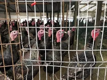 Koronavirüs nedeniyle bu yıl hindi satışları düştü