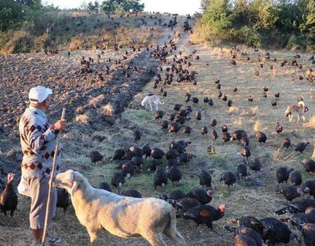 Koronavirüs, hindi satışlarını etkilemedi! Tanesi 300 liradan kapış kapış satılıyor