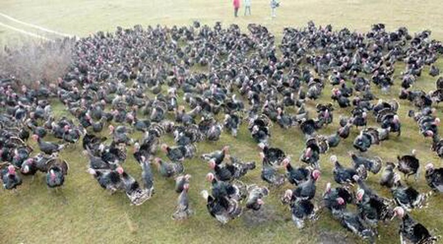 Koronavirüs, hindi satışlarını etkilemedi! Tanesi 300 liradan kapış kapış satılıyor