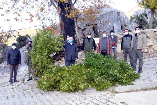 Dağlardan topladıkları defneden günlük 500 lira kazanıyorlar