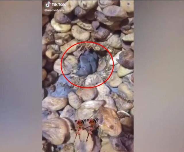 Sosyal medya bu görüntülerle çalkalandı! Farelerle dolu kuru incir deposu