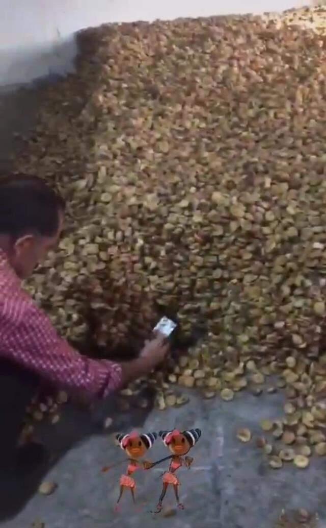 Sosyal medya bu görüntülerle çalkalandı! Farelerle dolu kuru incir deposu