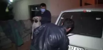 Yaralı köpeğe belediye ekipleri sahip çıktı