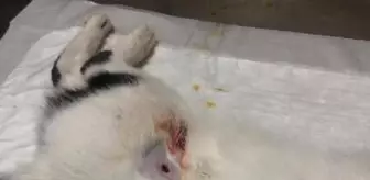 Defne'nin kedisi 'Köpük', pompalı tüfekle vuruldu