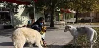 Erzincan'da sokak hayvanlarına yem bırakıldı