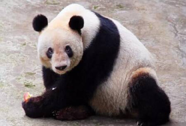 Dünya'nın en yaşlı pandası Xin Xing, organ yetmezliğinden dolayı hayatını kaybetti Dünya'nın en yaşlı pandası Xin Xing, organ yetmezliğinden dolayı hayatını kaybetti