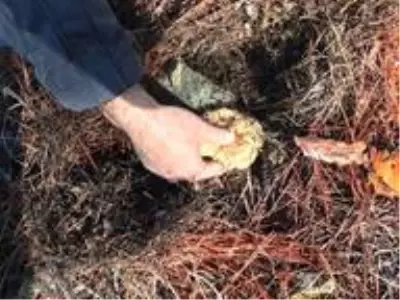 Fakirin eti çıntar mantarı için ormana akın başladı