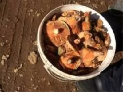 Fakirin eti çıntar mantarı için ormana akın başladı