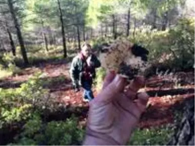 Fakirin eti çıntar mantarı için ormana akın başladı