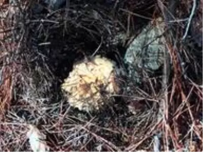 Fakirin eti çıntar mantarı için ormana akın başladı