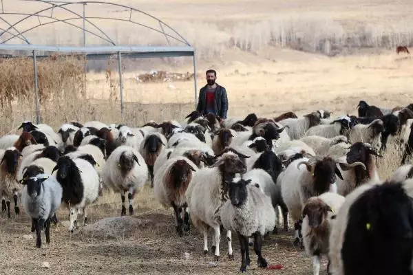 13 kaburgası olan Norduz koyunu, sadece Van'da yetiştiriliyor