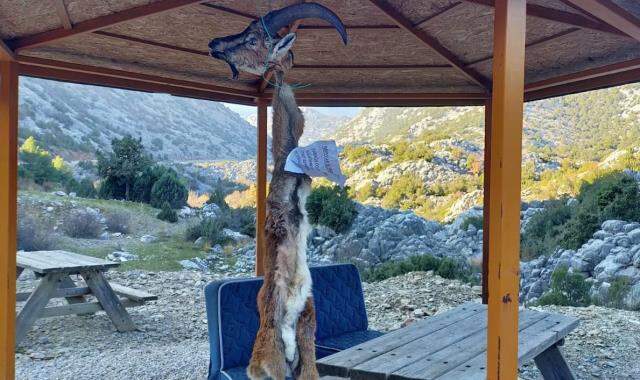 Kaçak geyik avcılarını ihbar eden muhtara, kafası kesilip derisi yüzülmüş dağ keçisi üzerinden tehdit Kaçak geyik avcılarını ihbar eden muhtara, kafası kesilip derisi yüzülmüş dağ keçisi üzerinden tehdit