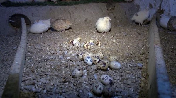 Yumurtalarını kardeşine yedirmek için aldığı 8 bıldırcınla çiftlik kurdu