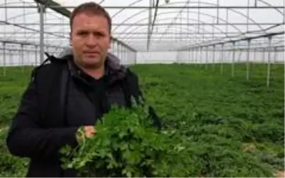 Bozkırın ortasında kurduğu seralarla kendi işinin patronu oldu