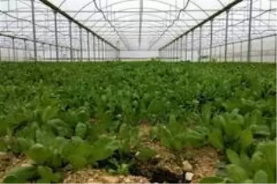 Bozkırın ortasında kurduğu seralarla kendi işinin patronu oldu
