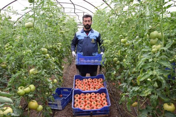 'Kışın üretilen domates zehir' iddiasına, üreticiden videolu tepki: Ekmeğimizle oynamayın