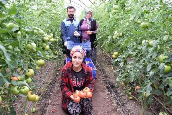 'Kışın üretilen domates zehir' iddiasına, üreticiden videolu tepki: Ekmeğimizle oynamayın