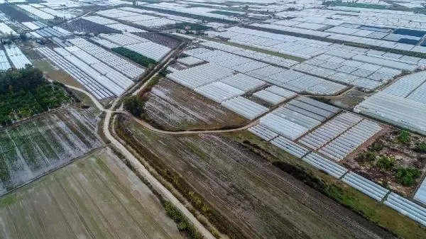 Antalya'daki selde zarar gören 15 bin ton çilek çöpe gitti