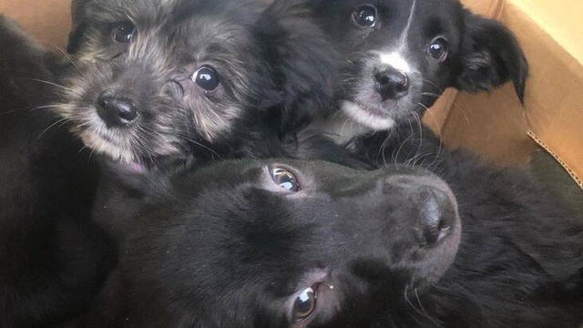 Evsiz adam hayvan barınağındaki bütün kedi ve köpekleri yangından kurtardı