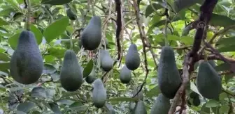 Avokado yağı üretimine başlandı