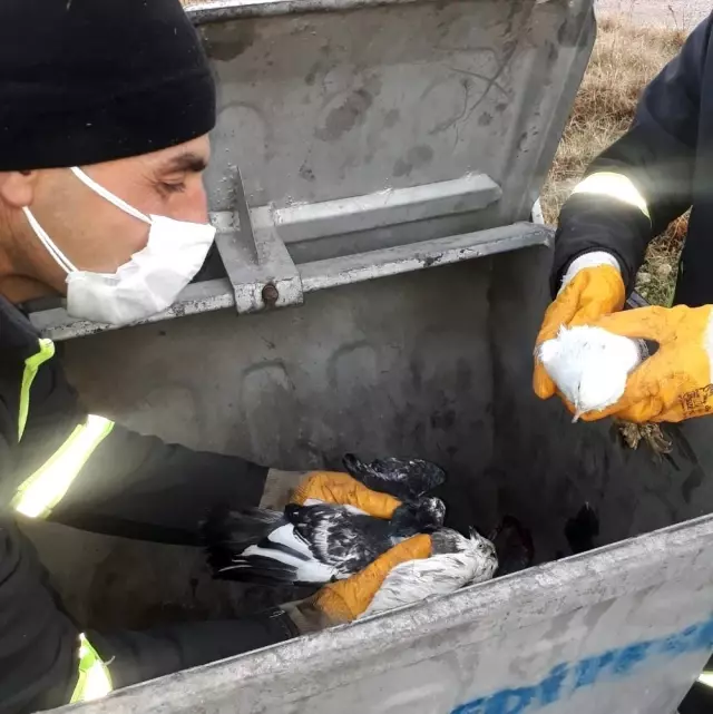 İşçiler gözlerine inanamadı! Canlı güvercinleri poşete koyup çöpe atmışlar