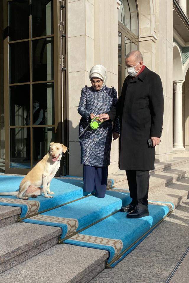 Cumhurbaşkanı Erdoğan'ı mesaiye Emine Erdoğan ve baktığı 'Leblebi' uğurladı Cumhurbaşkanı Erdoğan'ı mesaiye Emine Erdoğan ve baktığı 'Leblebi' uğurladı