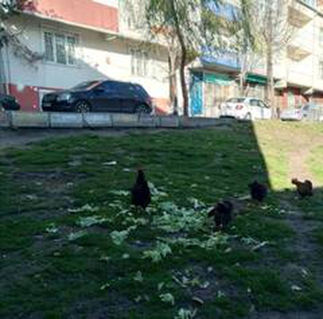 Bağcılar'da zabıta ekiplerini şoke uğratan ihbar Bağcılar'da zabıta ekiplerini şoke uğratan ihbar
