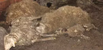 Hayvancılıkla geçimini sağlayan aile yılın son günü dehşeti yaşadı! Sokak köpekleri 63 koyunu telef etti