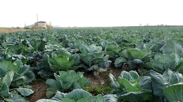 Tarlada 2,5 TL, markette 5 TL! Lahana fiyatıyla üreticinin yüzünü güldürüyor Tarlada 2,5 TL, markette 5 TL! Lahana fiyatıyla üreticinin yüzünü güldürüyor