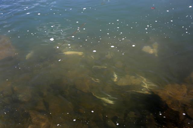 Tunceli'de suya elektrik verildi, çok sayıda balık telef oldu