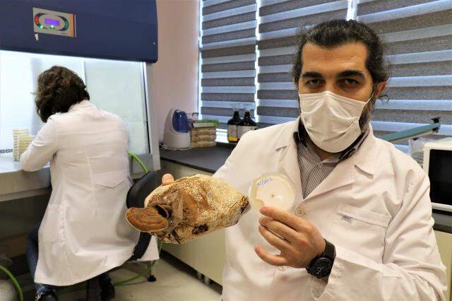 Düzce Üniversitesi, kilosu 3 bin liraya satılan 'ölümsüzlük mantarını' üretmeyi başardı