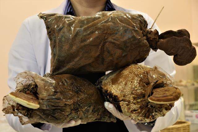Düzce Üniversitesi, kilosu 3 bin liraya satılan 'ölümsüzlük mantarını' üretmeyi başardı